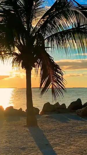 竖屏海边日落椰子树阳光唯美视频的预览图