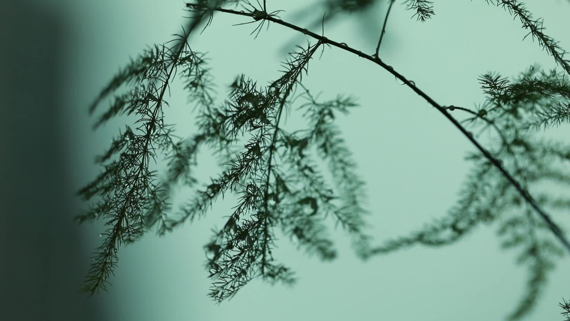 情绪片灰暗的植物视频的预览图