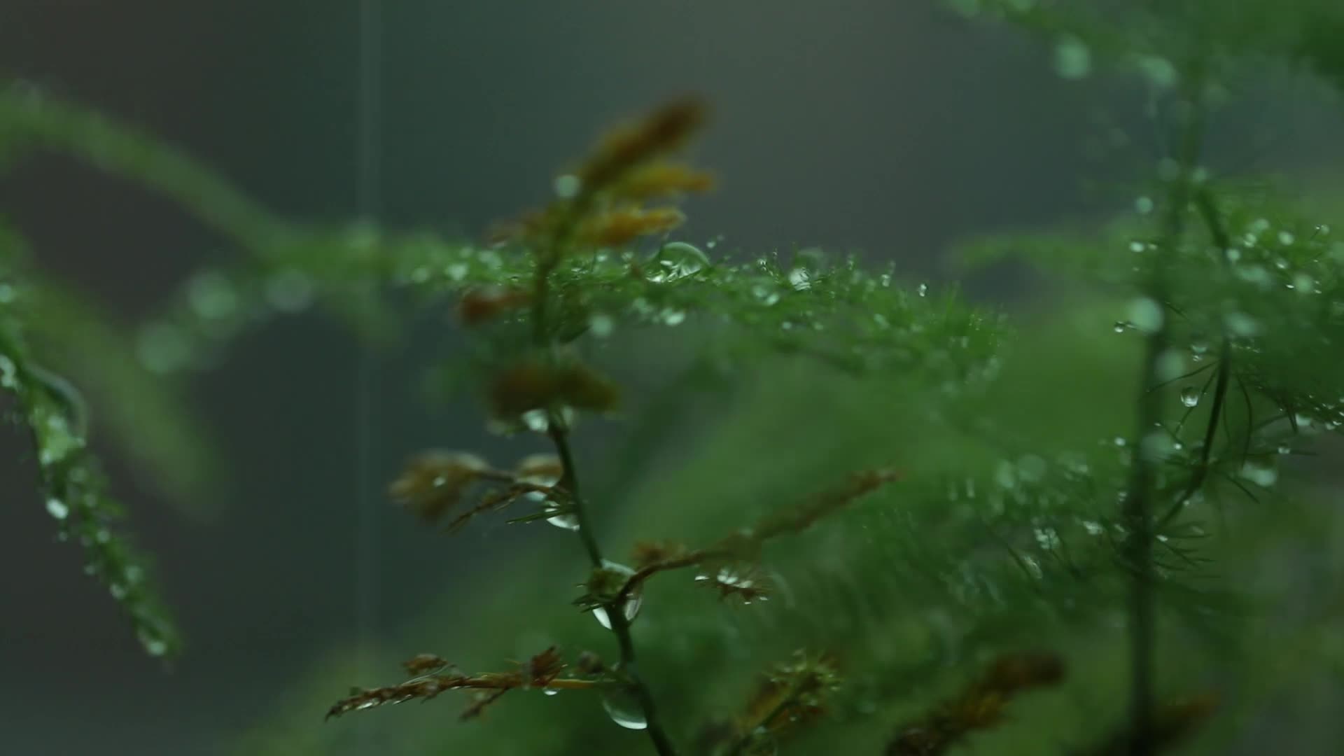 雨中的植物特写视频的预览图