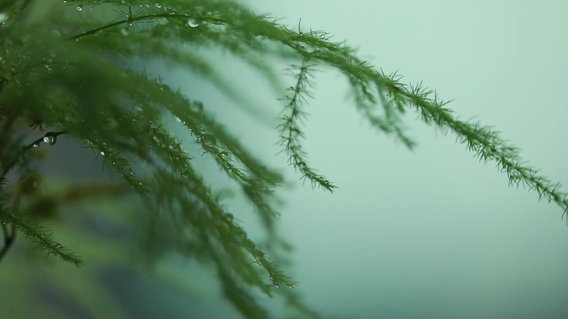 微风吹动树木视频的预览图