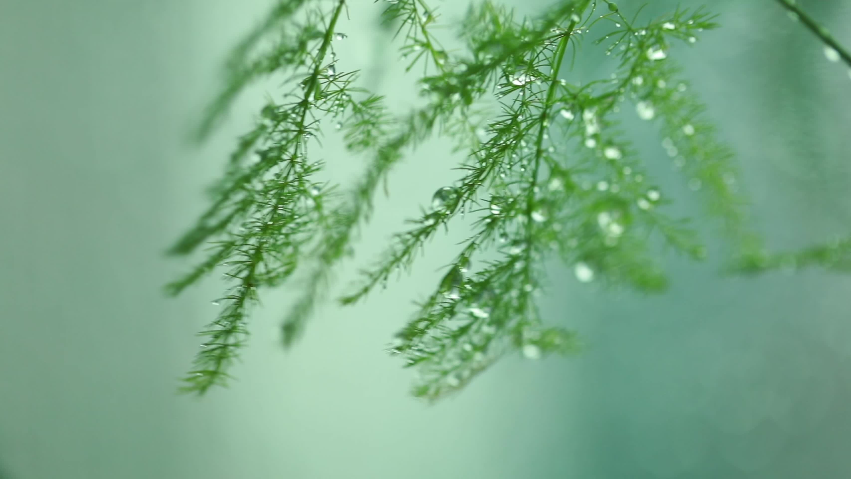 下雨中的植物大合集视频的预览图