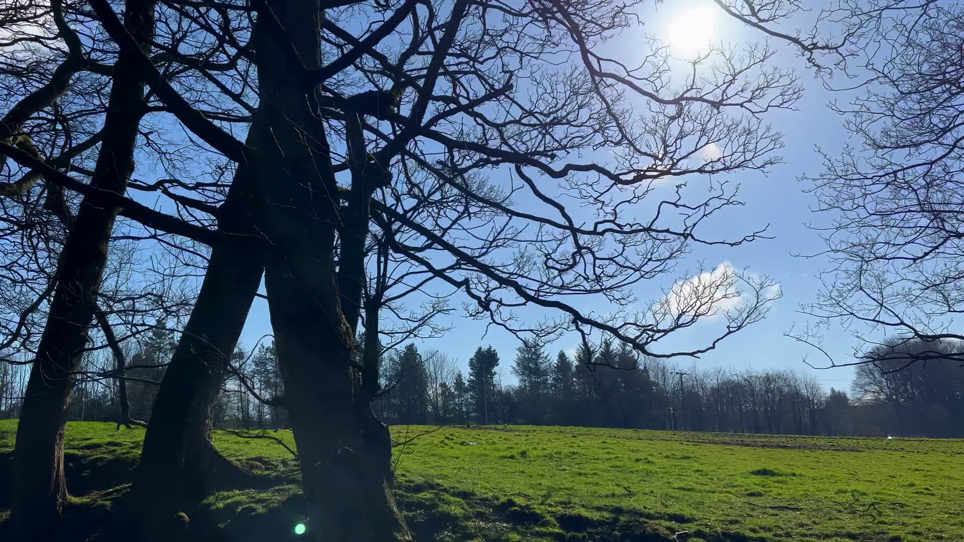 阳光透过树木照在绿色的草地视频的预览图