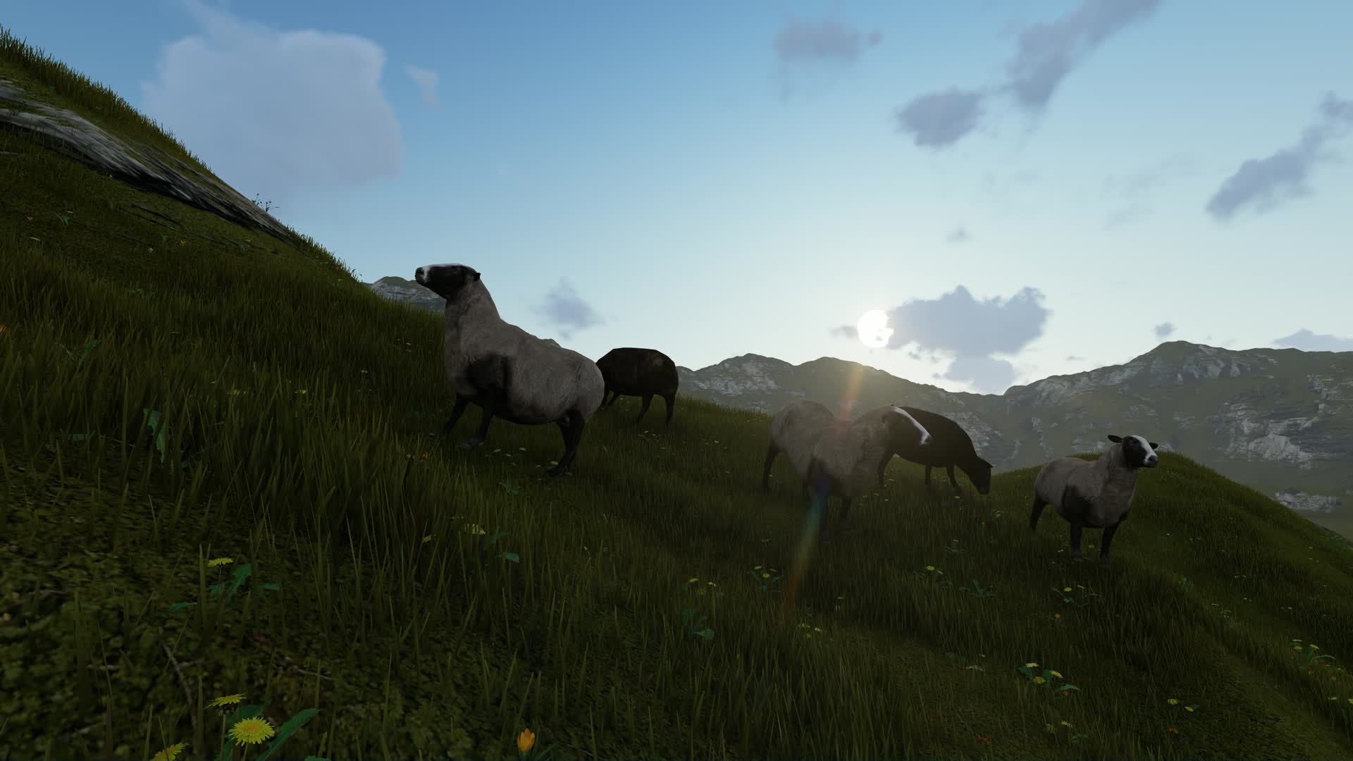 山坡上吃草的小绵羊视频的预览图