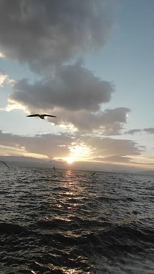 海面日出海鸥视频的预览图