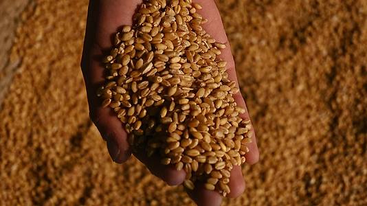 小麦麦穗农业三农粮食丰收视频视频的预览图
