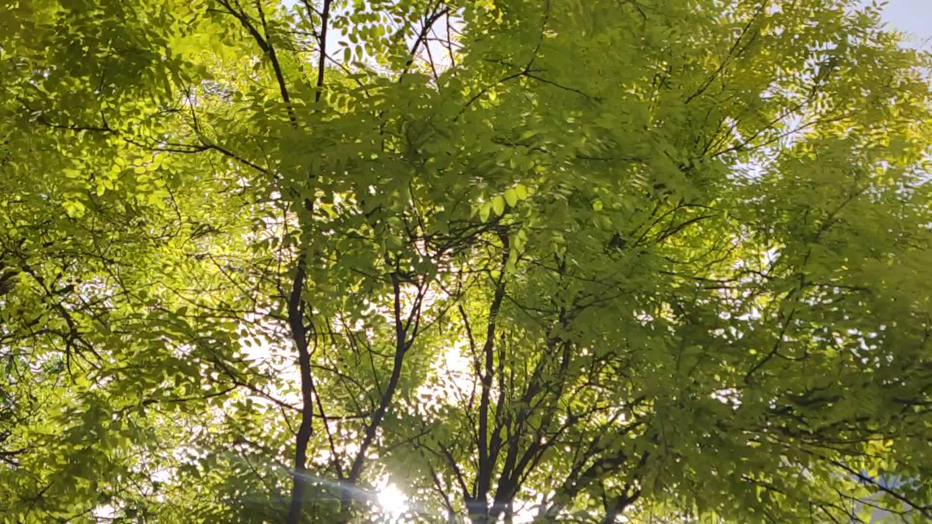 阳光透过树缝心情舒畅视频的预览图