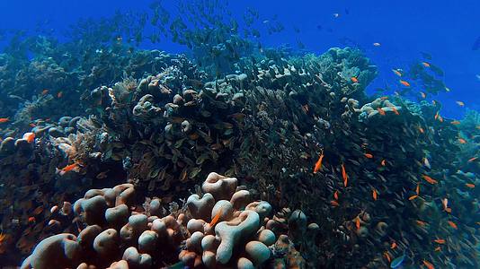 岛礁珊瑚礁的鱼群水中拍摄视频的预览图
