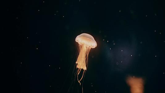 发光的水母在深海游动4k实拍视频的预览图