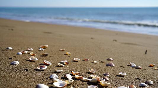 海滩上贝壳卵石金色的沙子视频的预览图