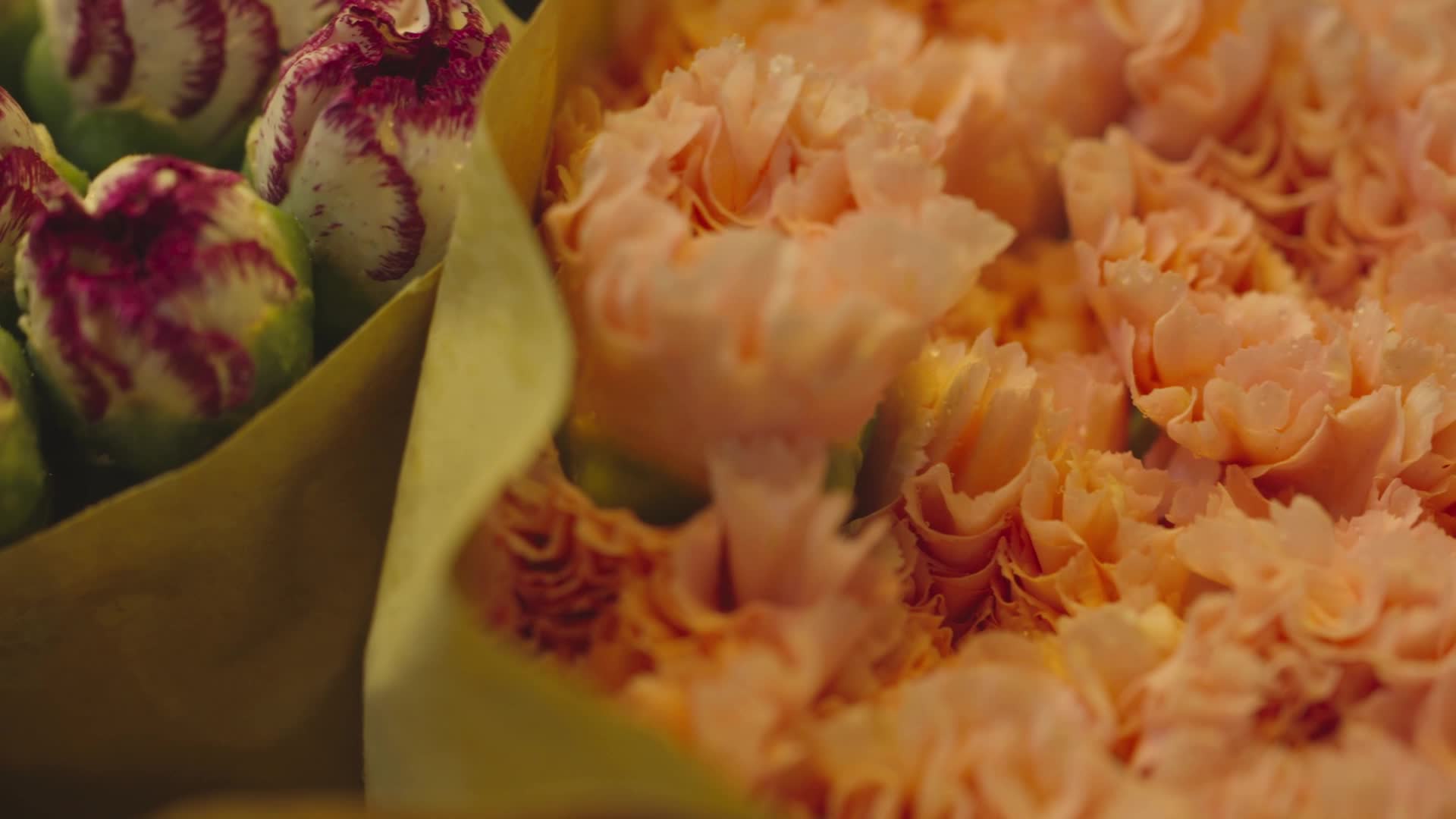 鲜花花卉视频的预览图