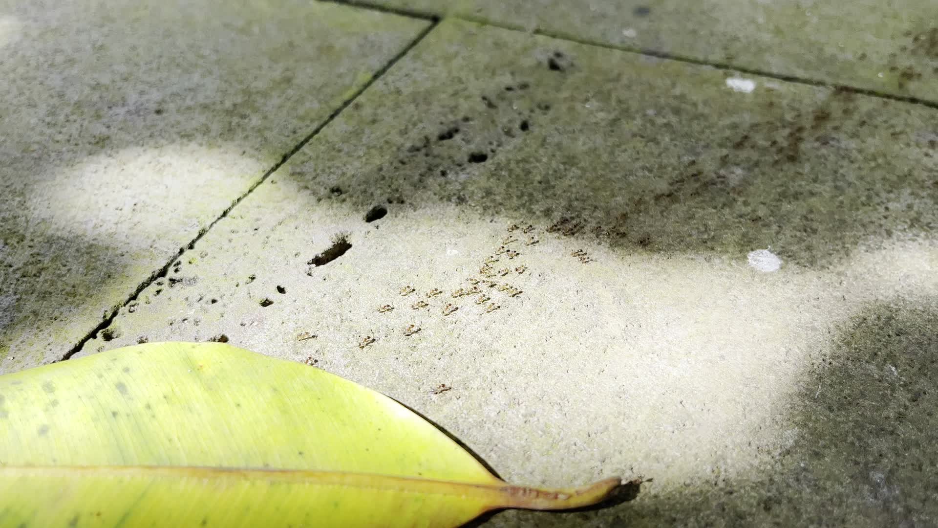 4K蚂蚁列队落叶光斑视频的预览图
