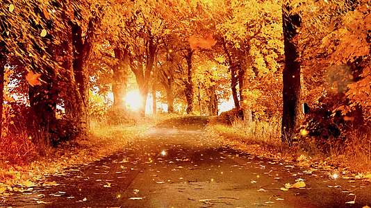 秋天风景唯美乡间小路背景视频视频的预览图