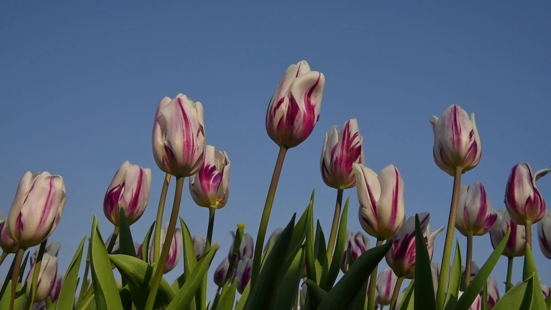 春天盛开的郁金香视频的预览图