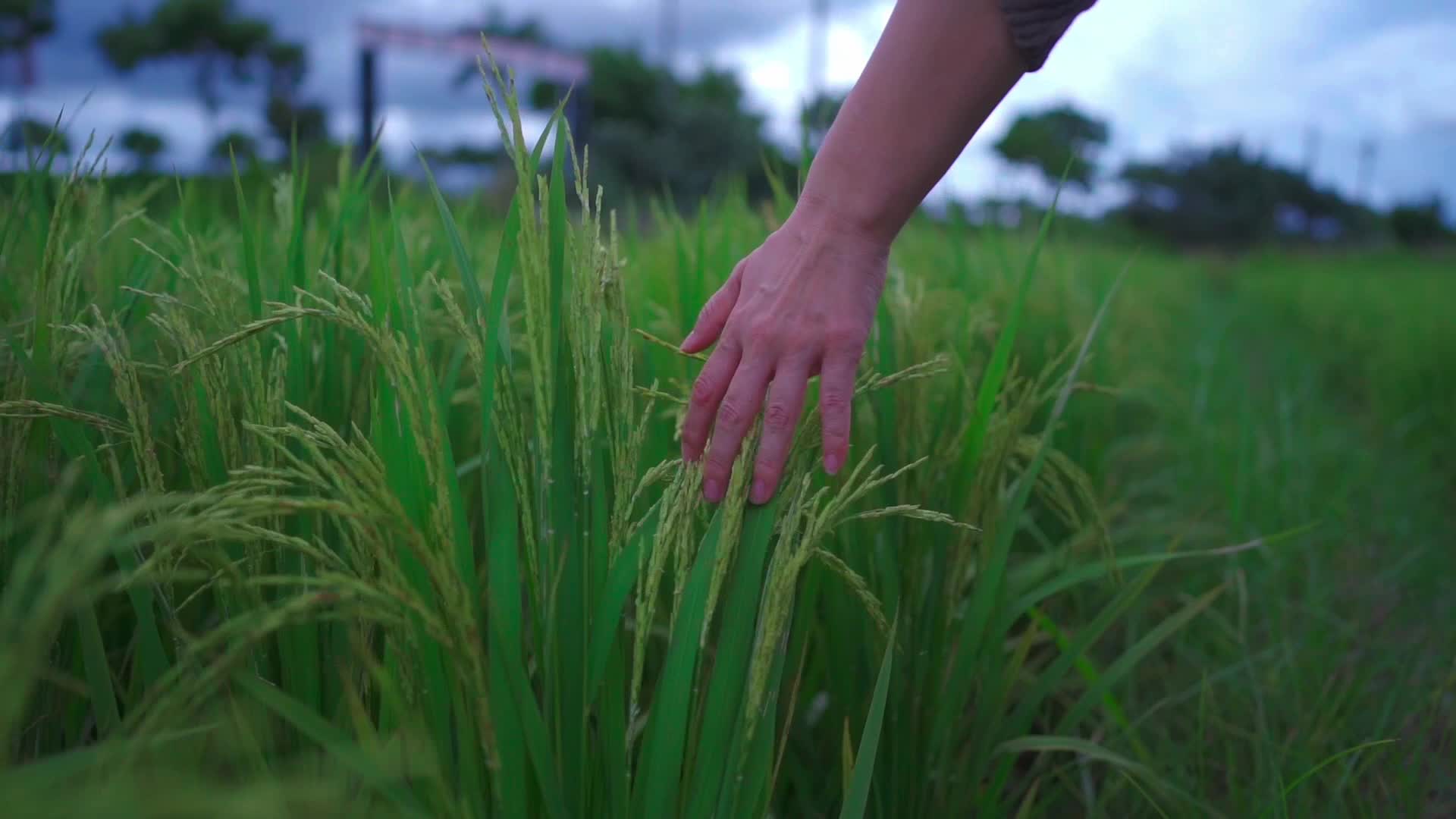 一双手抚摸穿过稻田稻穗慢镜头1080P视频的预览图