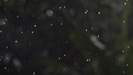 雨水滴落植物叶片合集视频的预览图
