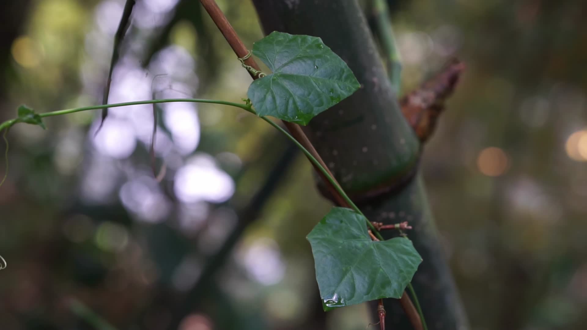 雨水滴落植物叶片合集视频的预览图