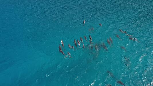 大海中的海豚群视频的预览图