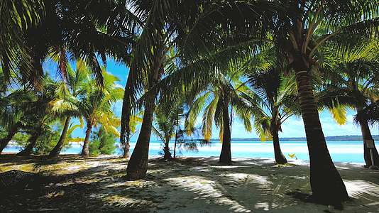 海滩上的椰子树和沙滩海浪视频的预览图