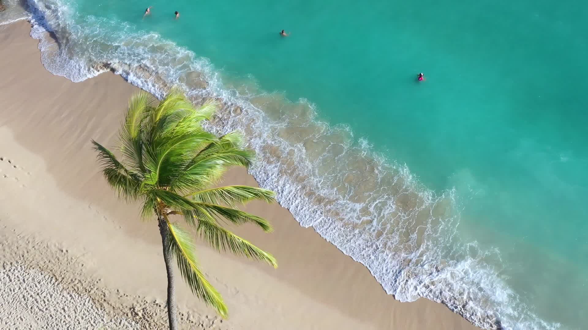 海滩上的椰子树和沙滩海浪视频的预览图