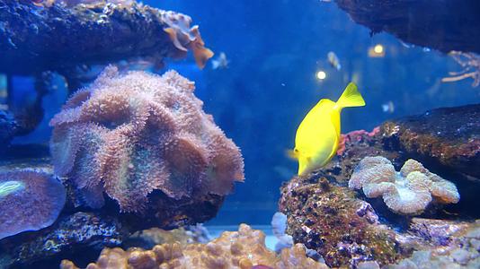 海底世界珊瑚礁群鱼群水下实拍视频的预览图