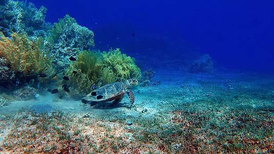 礁石从中的海龟缓慢游动视频的预览图