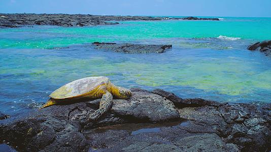 海边礁石上的大海龟视频的预览图
