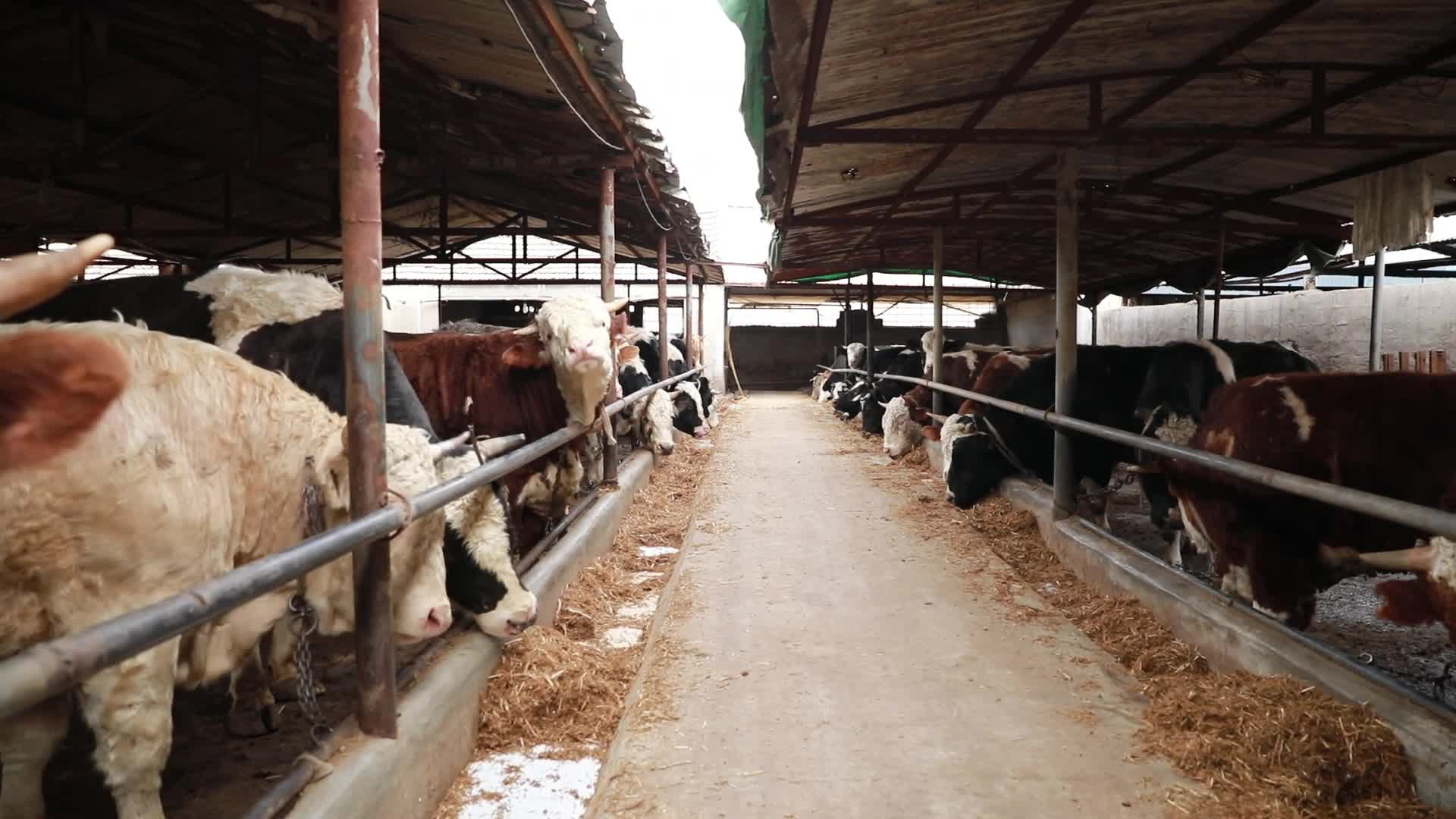 牛黄牛养殖畜牧业养牛厂牛圈肉牛养牛厂视频的预览图