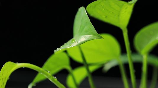 雨中的植物视频的预览图