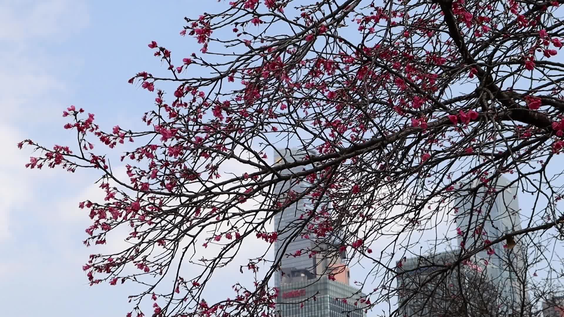樱花衬满远高楼视频的预览图