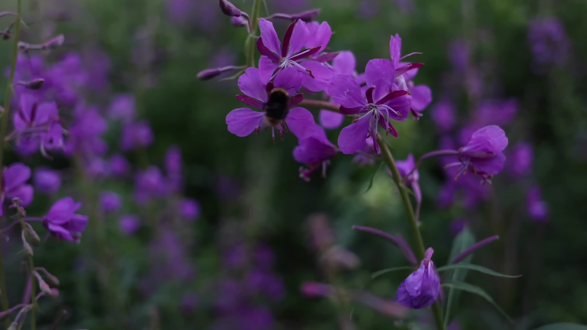 春季鲜花盛开雄蜂蜜蜂飞舞采蜜视频的预览图