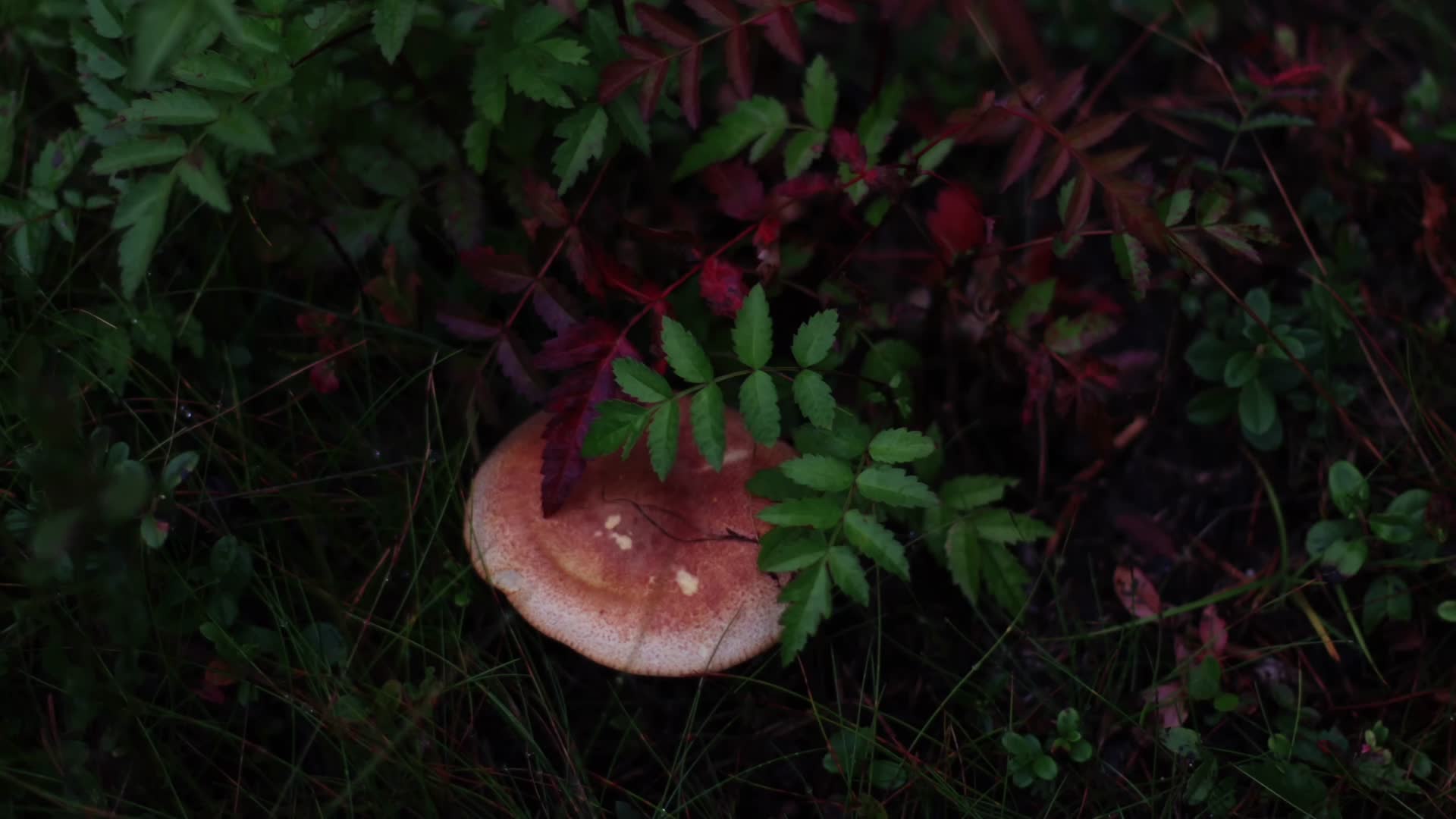 森林中各类蘑菇菌类浆果视频的预览图