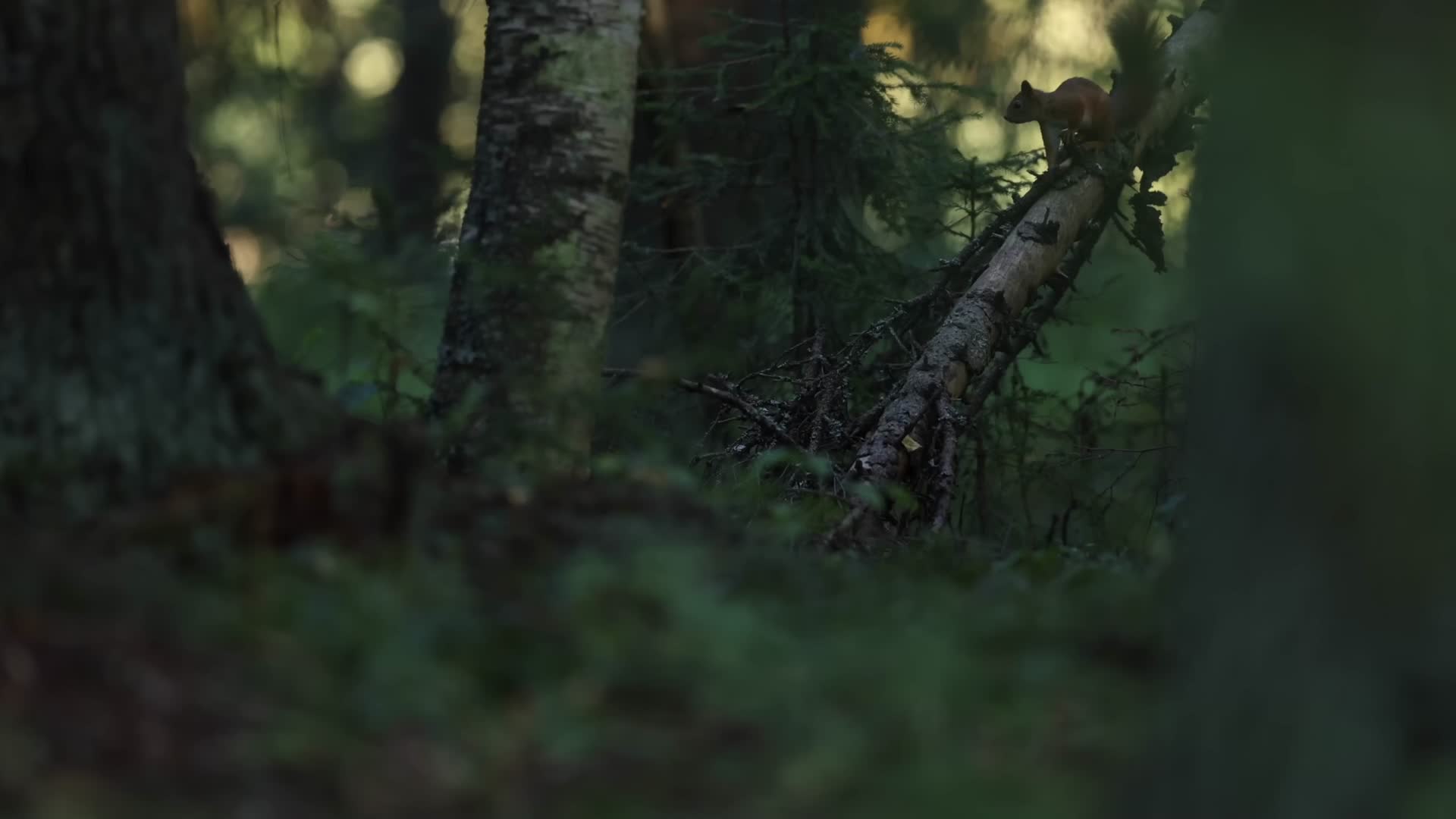 松鼠森林中玩耍觅食视频的预览图