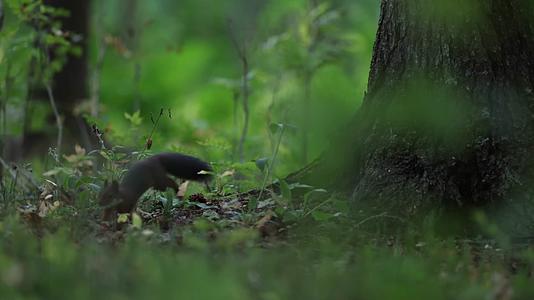 松鼠森林中玩耍觅食视频的预览图