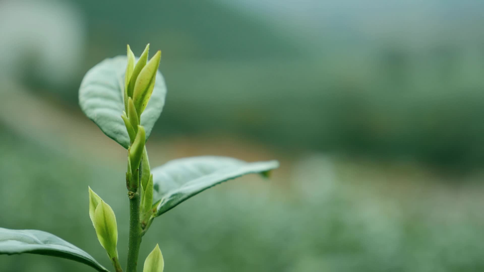 春茶芽茶叶特写茶山绿色农业发展乡村振兴视频的预览图