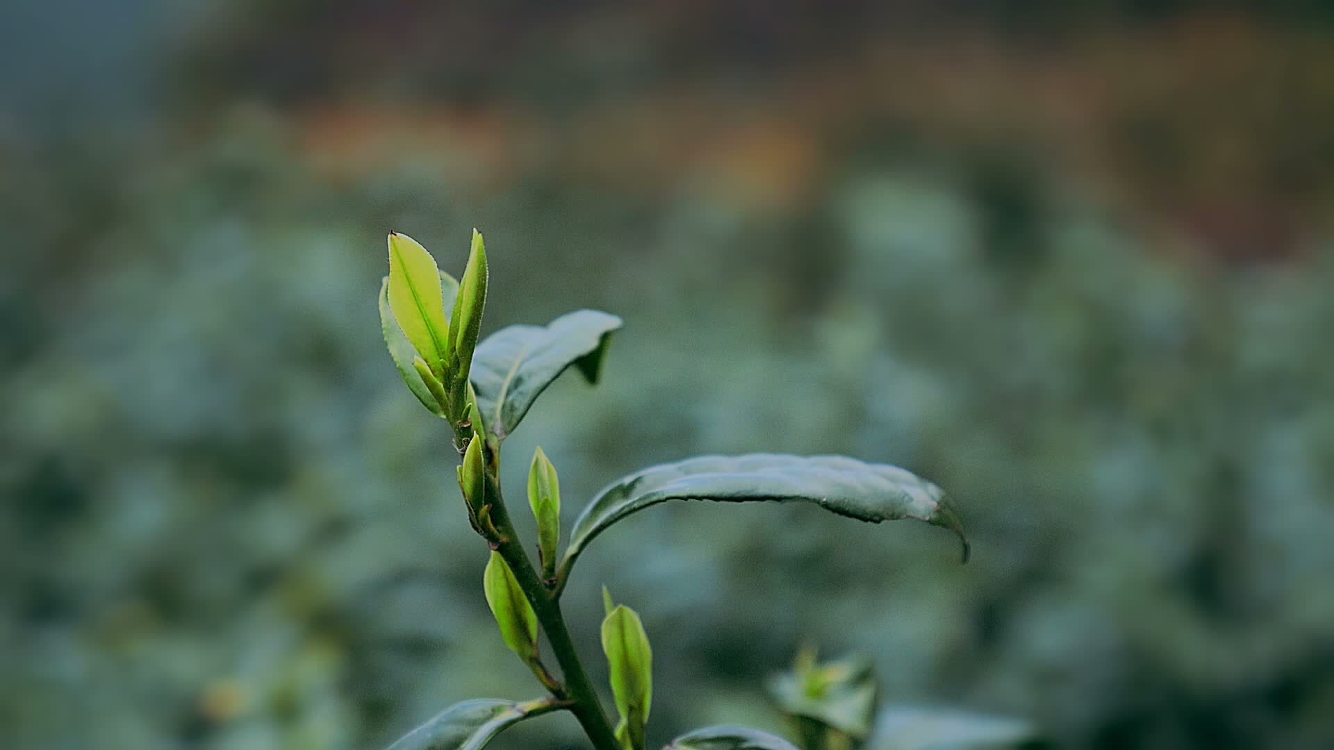 茶枝茶叶特写绿茶茶苗茶叶基地茶园视频的预览图
