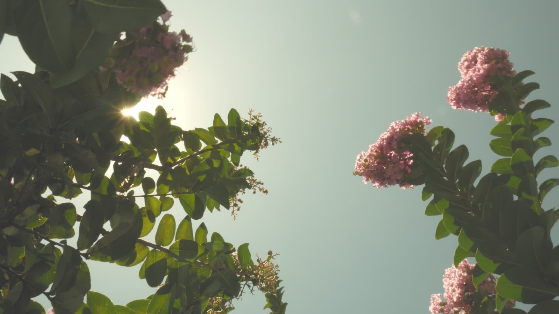 4k太阳光晕紫薇树下紫薇花视频视频的预览图