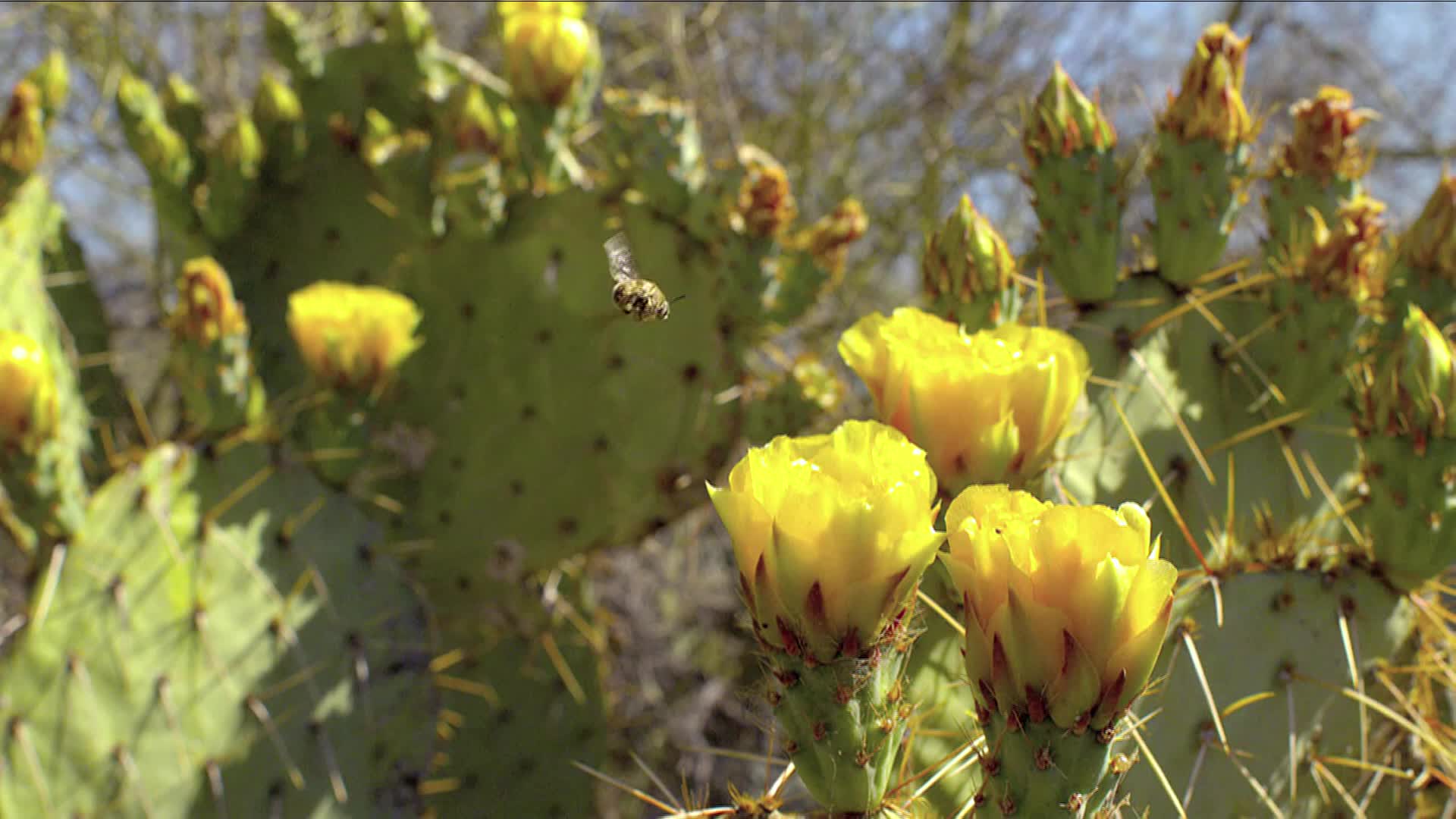 蜜蜂采蜜传授花粉视频视频的预览图