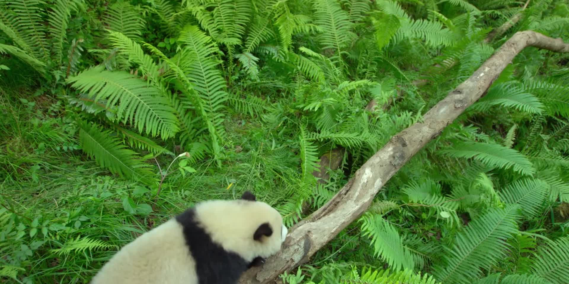 森林动物熊猫玩耍2K视频视频的预览图