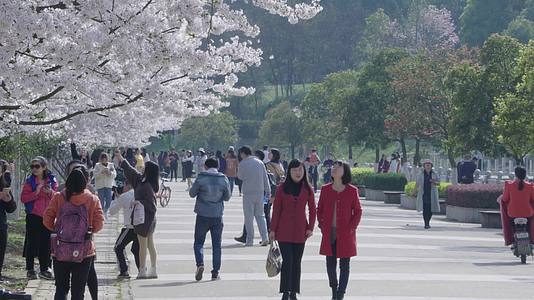 武汉樱花盛开赏花休闲旅游实拍视频视频的预览图