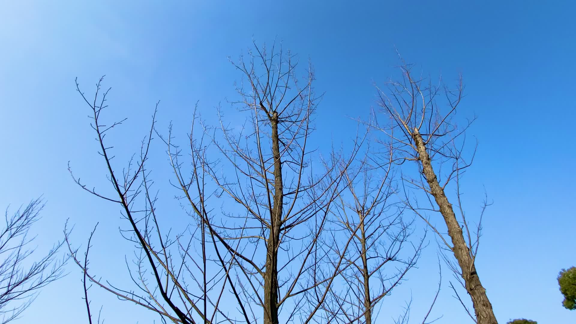 景区实拍冬末枯树蓝天视频的预览图