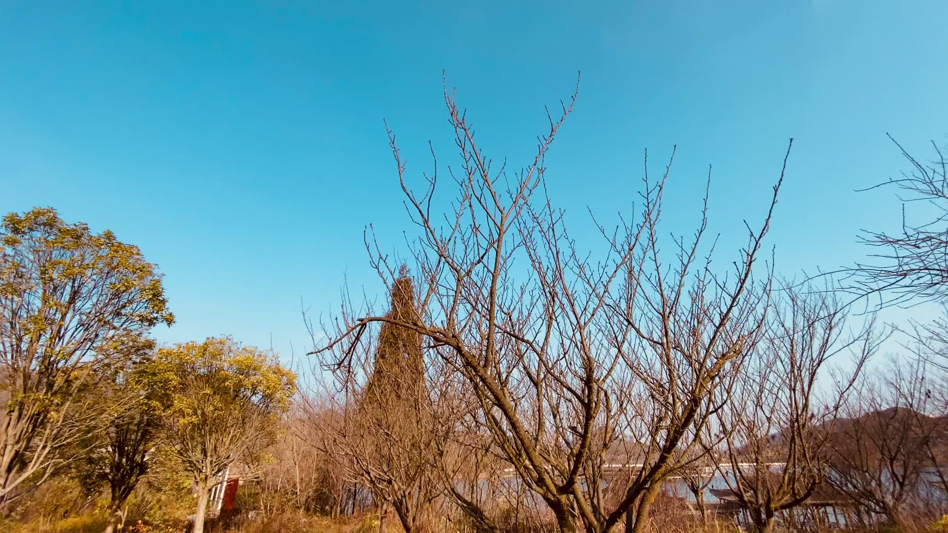 景区实拍秋季枯树蓝天视频的预览图