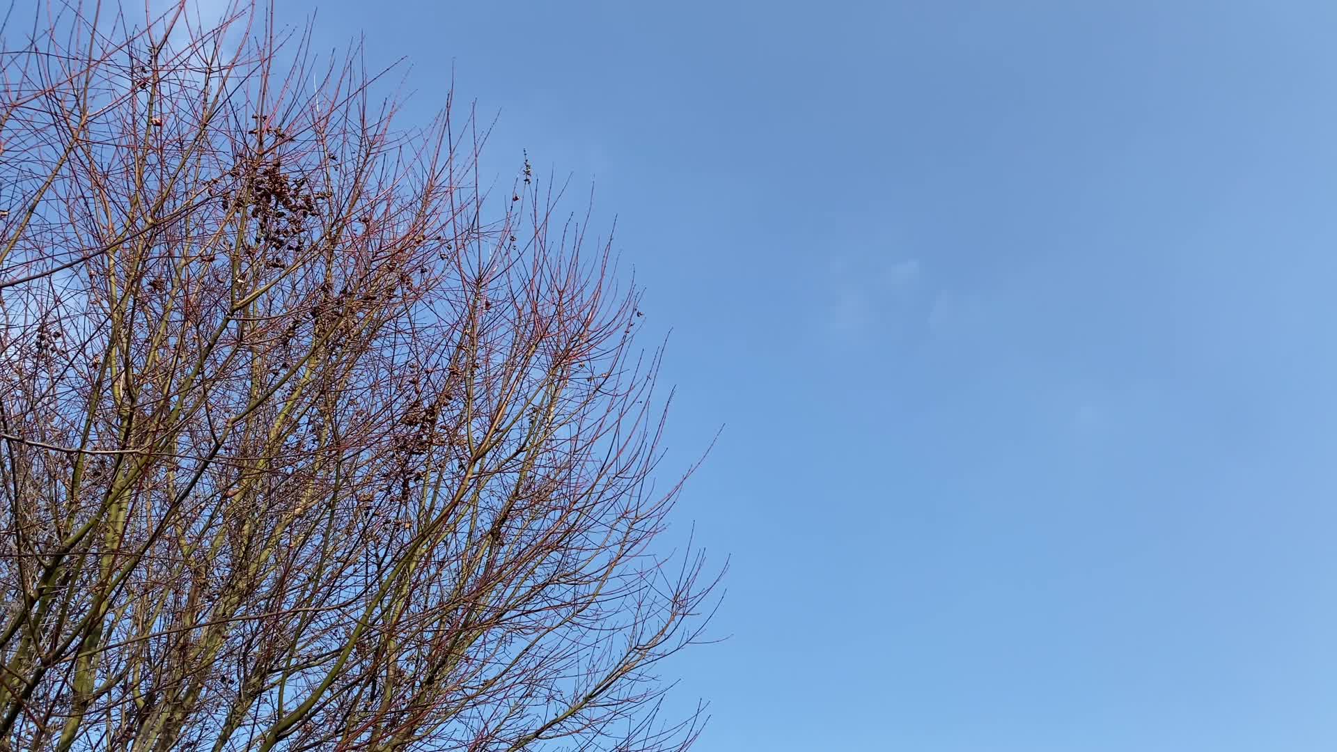 杉木湖景区实拍枯树蓝天视频的预览图