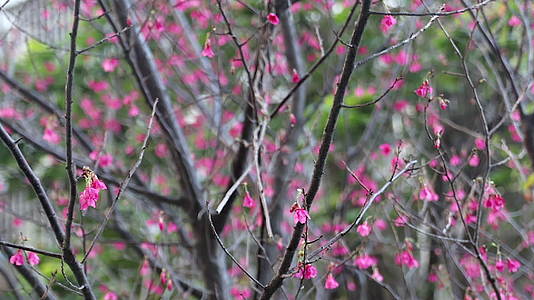 春天绽放的樱花树慢镜头视频的预览图