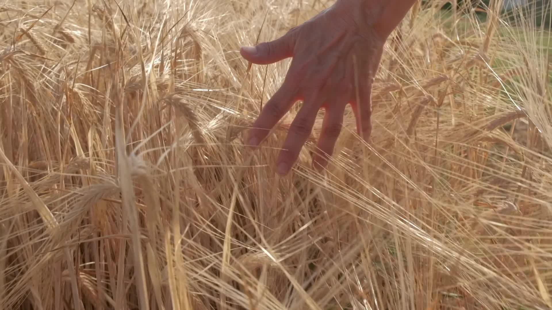 用手抚摸成熟的麦子视频的预览图