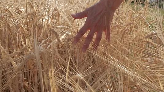 用手抚摸成熟的麦子视频的预览图