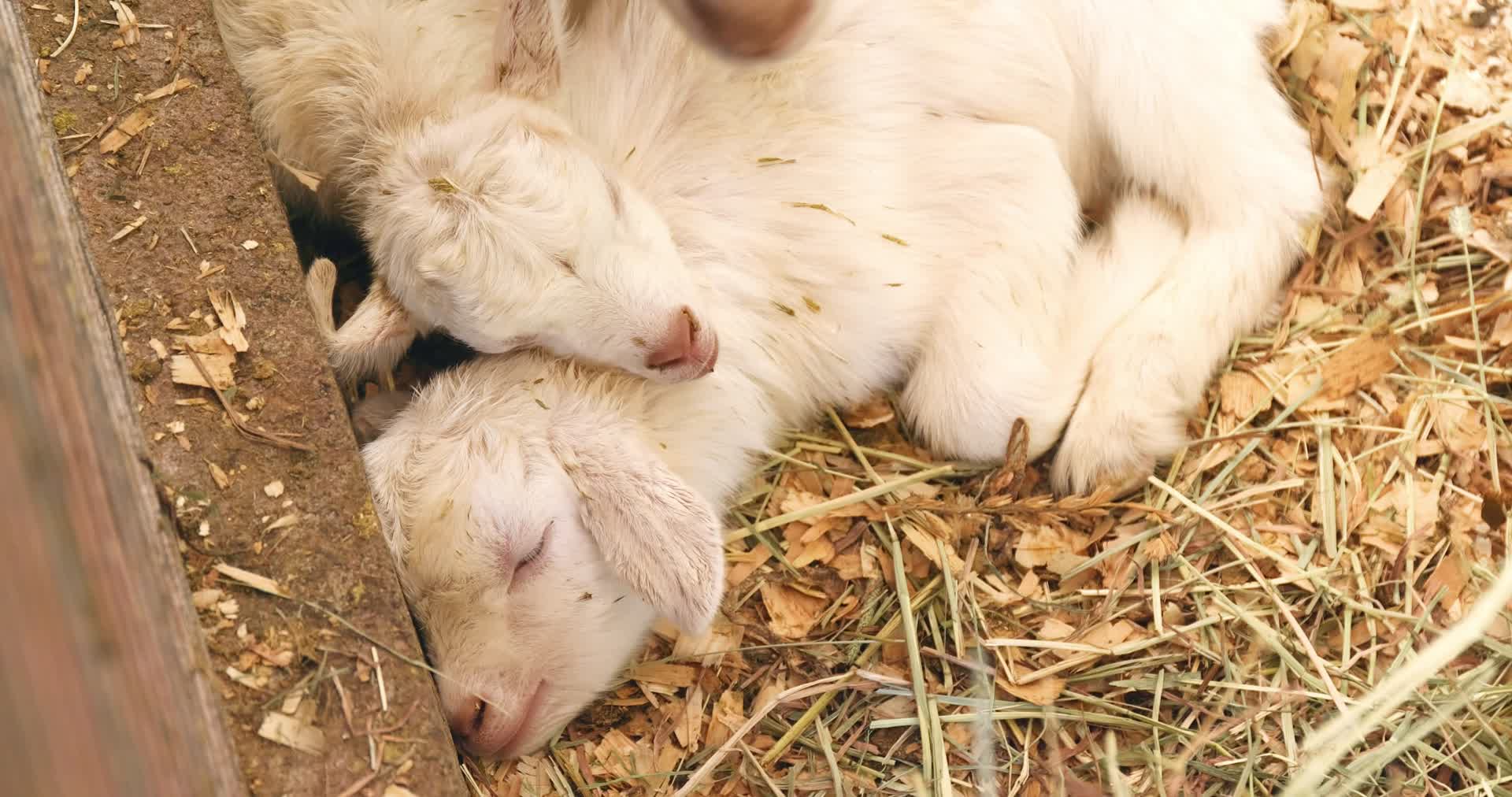 刚刚出生的小羊睡觉视频的预览图