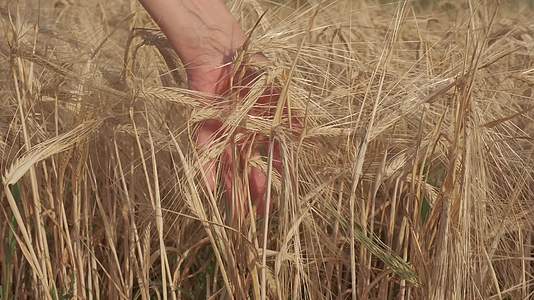 成熟的麦子随风飘动视频的预览图
