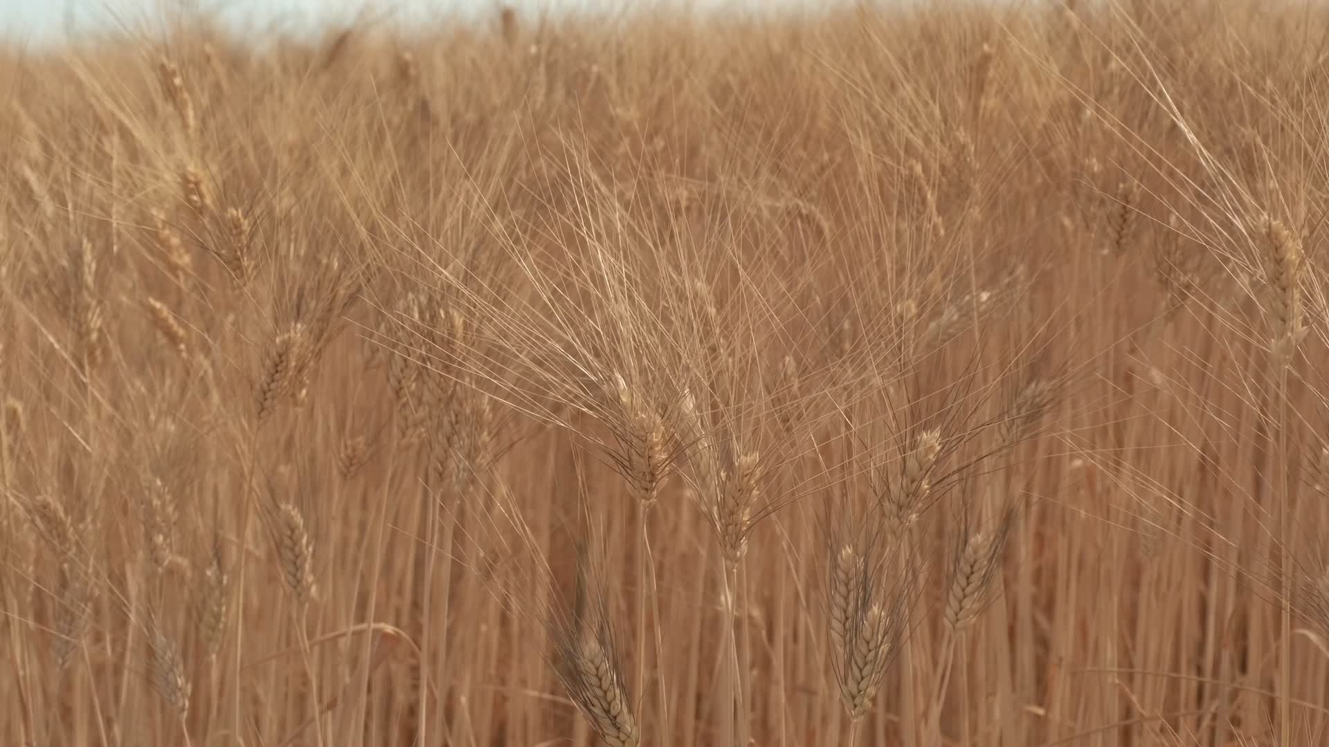 麦子成熟秋收视频的预览图