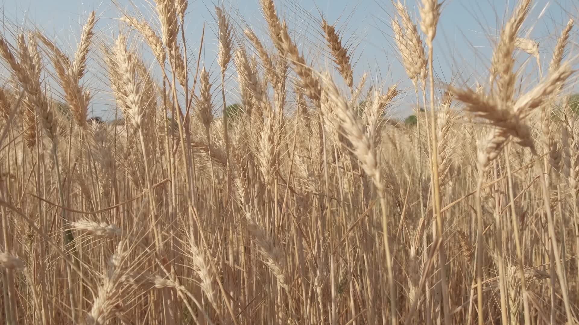 金色的麦子在日落时随风摇曳视频的预览图