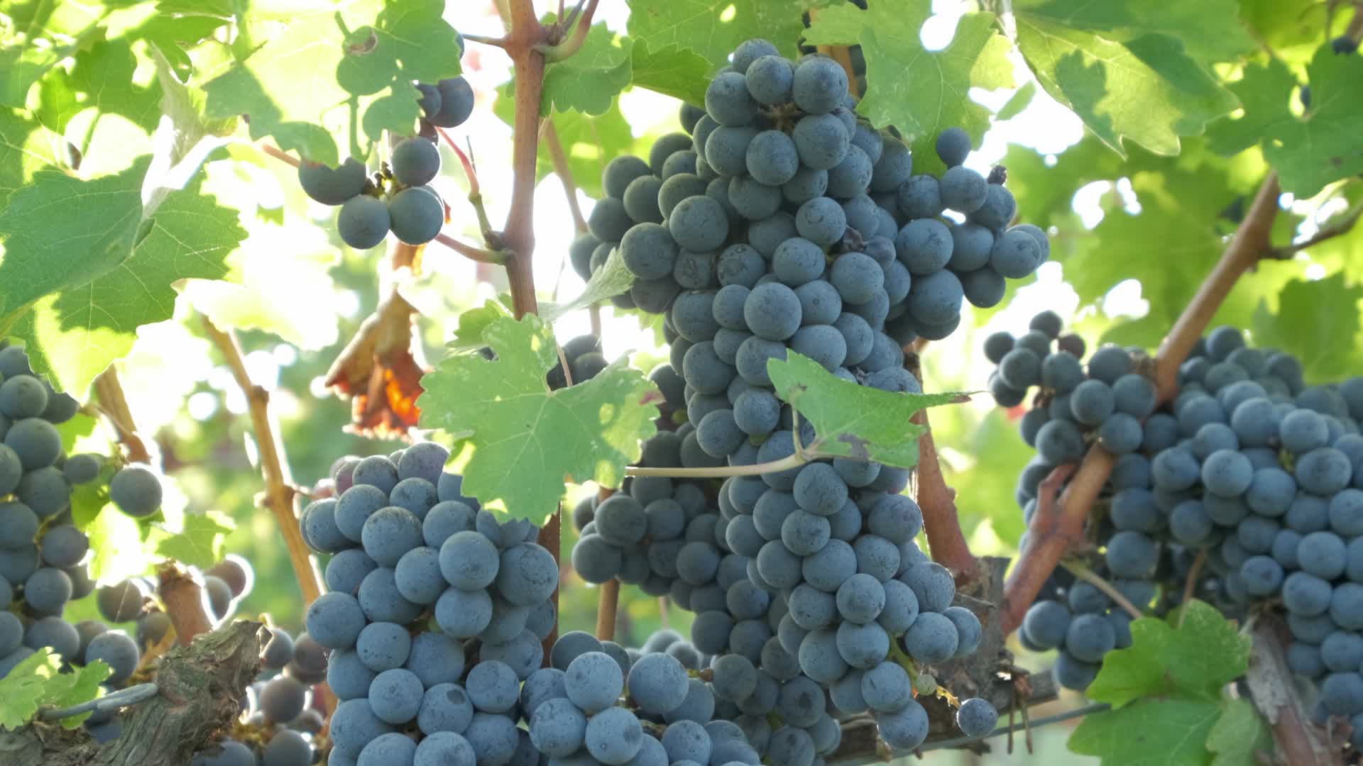 葡萄园成熟的葡萄与阳光视频的预览图